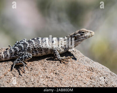 Juvenile San Esteban spiny-tailed iguanas (Ctenosaura conspicuosa), Isla San Esteban, Baja California, Mexico, North America Stock Photo