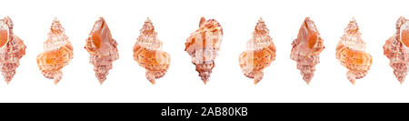 Awesome big banner with sea shells Tutufa from different angles. Isolated on white background. Open composition. Stock Photo