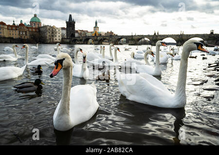 Swans gather on the banks of the Vltava river with Charles Bridge in the background, Prague, Czech Republic, Europe Stock Photo