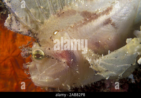 Leaf scorpionfish (Taenianotus triacanthus), distinguished by sail-like dorsal fin. Skin is periodically shed. Port Moresby, Papua New Guinea Stock Photo