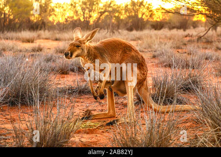 Side view of red kangaroo (Macropus rufus) with joey in its pouch, at sunset, Red Center, Northern Territory, Australia, Pacific Stock Photo