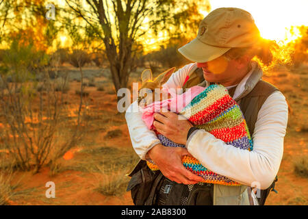 Tourist man holding orphaned baby kangaroo at sunset in Australian Outback, Red Center, Northern Territory, Australia, Pacific Stock Photo