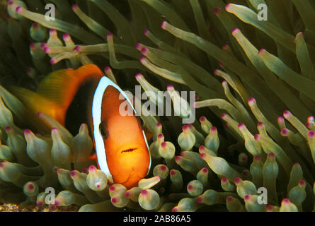 Fire clownfish (Amphiprion melanopus), in tentacles of Bulb-tentacle sea anemone (Entacmaea quadricolor). Papua New Guinea Stock Photo