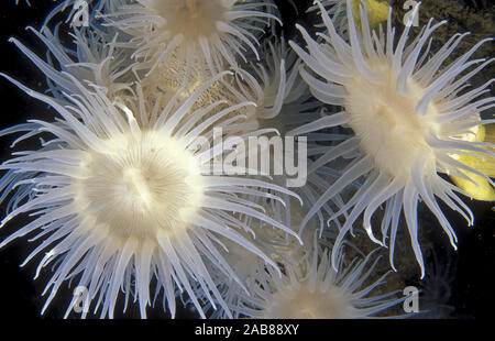 Striped and yellow wandering anemones (Nemanthus sp.) Solitary Island, New South Wales, Australia Stock Photo