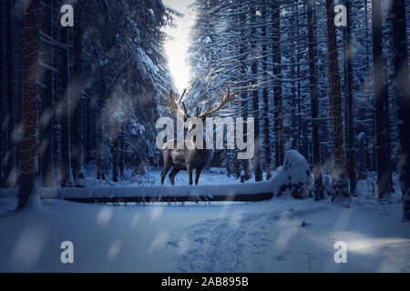 Large deer with lighting in a dark forest. With snow and ice Stock Photo