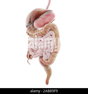 3d rendered medically accurate illustration of the digestive system Stock Photo