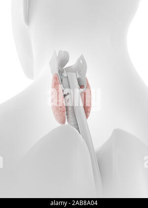 3d rendered medically accurate illustration of the thyroid gland Stock Photo