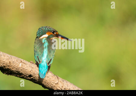 Kingfisher (alcedo atthis) in natural habitat. Stock Photo