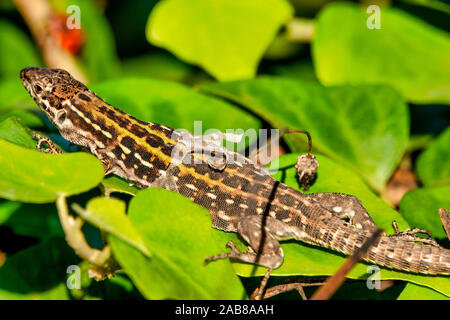 Italian wall lizard (Podarcis siculus) shedding its skin Stock Photo