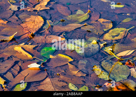 Dead autumns leaves in a pond Stock Photo