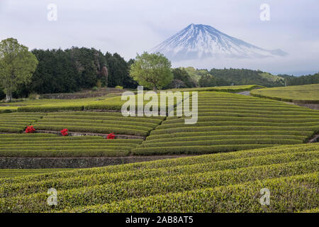 Japan, Fujishi: landscape with tea plantations and Mount Fuji in the mist Stock Photo