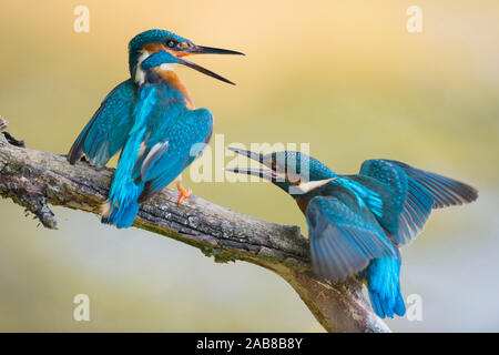 Common Kingfisher / Eisvogel  ( Alcedo atthis ) fledgling begging for food. Old male shows territorial behaviour, chasing fledling out of its territor Stock Photo