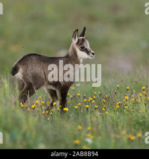 Chamois / Gaemse ( Rupicapra rupicapra ), cute fawn, young baby animal, standing in a flowering alpine meadow, watching for its parents, Europe. Stock Photo