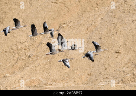 Greylag Geese / Graugänse ( Anser anser ) in flight through a sand pit, little flock, nice formation with geese of different age, wildlife, Europe. Stock Photo