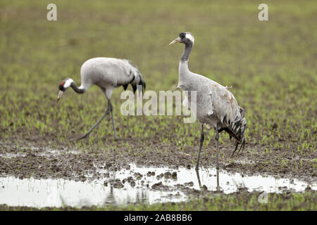 Common Cranes / Graukraniche ( Grus grus ) adult, couple resting on wet farmland, searching for food during fall migration, wildlife, Europe. Stock Photo