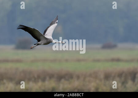 Common Crane / Graukranich ( Grus grus ), adult in flight, flying above wetlands, in typical surrounding, migratory bird, wildlife, Europe. Stock Photo