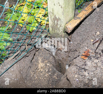 Post Embedded In Concrete A wooden fence post embedded in concrete that has failed by rotting at ...