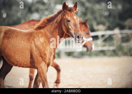 A curious joyful sorrel foal merrily walks with his mother in the paddock on the farm on a Sunny summer day. Stock Photo
