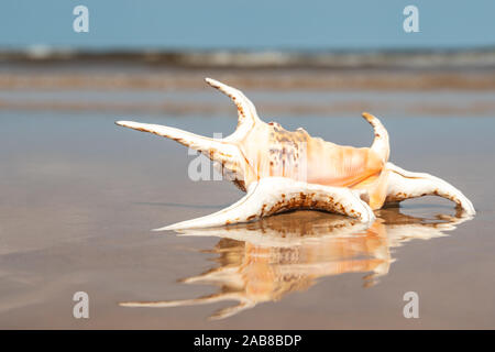 Large spider conch seashell on wet sand on the beach. Sea waves rolling on clean sandy beach of tropical ocean coast. The beach holiday is the ideal o Stock Photo