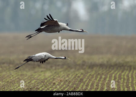 Flight of Common Cranes (Grus grus) on a beach of the Loire at dawn ...