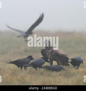 White-tailed Eagle / Sea Eagle / Seeadler ( Haliaeetus albicilla ), young, adolescent, sitting on the ground, irritated by Common Ravens, Europe. Stock Photo