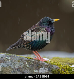 Common starling / Star ( Sturnus vulgaris ) adult in its breeding dress, perched on a rock in rain, nice metallic shimmering plumage, in Spring, Europ Stock Photo