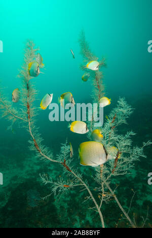 Crochet butterflyfish (Chaetodon guentheri), among branches of a black coral tree, Antipathes sp. where there are also red and white brittle stars (As Stock Photo
