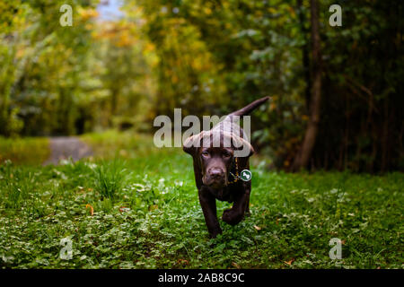 Playful brown puppy enjoying the lovely weather while running through grass in a backyard lawn Stock Photo