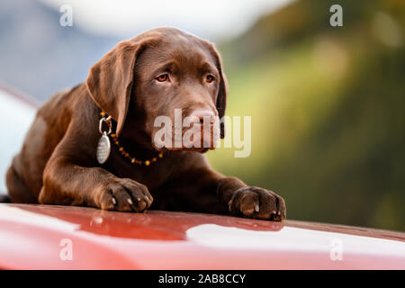 Playful brown puppy enjoying the lovely weather while running through grass in a backyard lawn Stock Photo