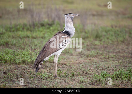 Kori Bustard Ardeotis kori struthiunculus the largest flying bird native to Africa walking in profile on grassland in Ndutu, Tanzania Stock Photo