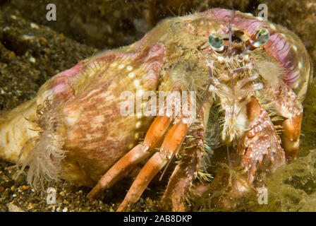 Anemone hermit crab (Dardanus pedunculatus), A very common species that carries a number of small sea anemones on its shell which provides camouflage Stock Photo