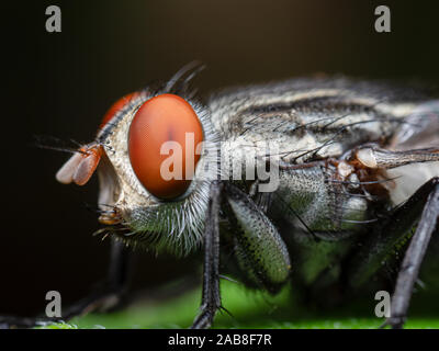 Macro Photography of Housefly Isolated on Background Stock Photo