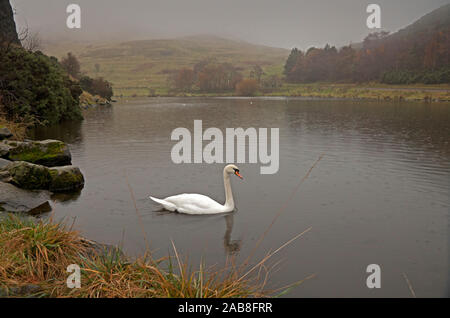 Dunsapie Loch, Edinburgh, Scotland, United Kingdom. 26th November 2019. 9 degrees in Holyrood Park, with mist shrouding the summit of Arthur's Seat, a solitary Mute Swan hoping that the few visitors passing will stop to give some food. Stock Photo