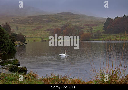 Dunsapie Loch, Edinburgh, Scotland, United Kingdom. 26th November 2019. 9 degrees in Holyrood Park, with mist shrouding the summit of Arthur's Seat, a solitary Mute Swan hoping that the few visitors passing will stop to give some food. Stock Photo