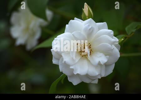 Lovely white rose and a bud blooming in the garden Stock Photo