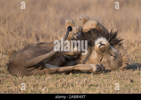 Two affectionate lion (panthera leo) brothers in Moremi NP (Khwai), Botswana Stock Photo