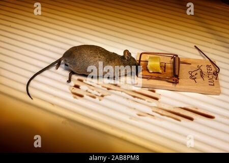 https://l450v.alamy.com/450v/2ab8pm8/mouse-caught-in-mousetrap-2ab8pm8.jpg