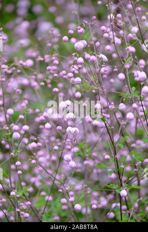 Close up of small lilac flowers of Thalictrum delavayi, also known as Chinese meadow rue and Thalictrum dipterocarpum. Stock Photo