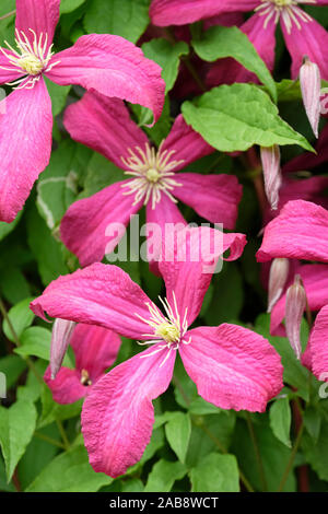 Close up rich pink flowers of the viticella clematis, Clematis ‘Madame Julia Correvon' in summer Stock Photo