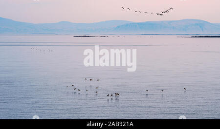 Puffin and Seagulls, Flatey island in Breidafjordur, West Fjords, Iceland Stock Photo