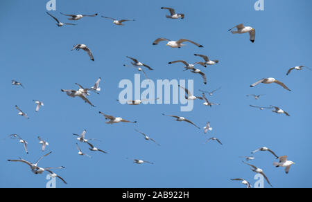 Flock of Seagulls, Iceland Stock Photo
