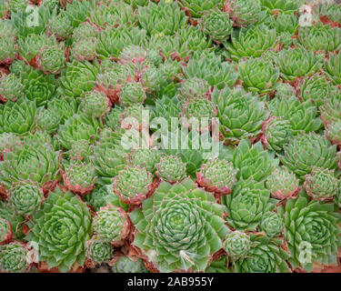 Sempervivum cantabricum is beautiful species with green leaves with brown/red tips and is among some of the toughest plants within the world of succul Stock Photo