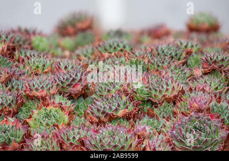 Sempervivum cantabricum is beautiful species with green leaves with brown/red tips and is among some of the toughest plants within the world of succul Stock Photo