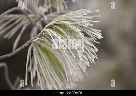 Frosted Pine Needles Stock Photo