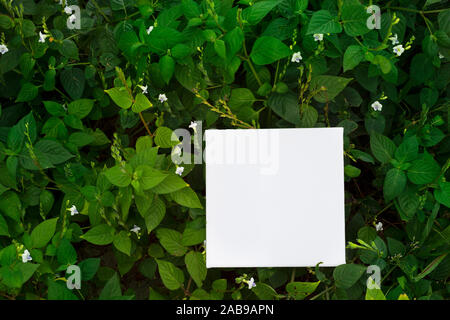 white blank canvas on dark green and white flower wild nature tropical leave background Stock Photo