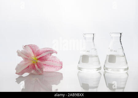 glass two science flask with water with pink lily natural flower in cosmetic white laboratory background Stock Photo