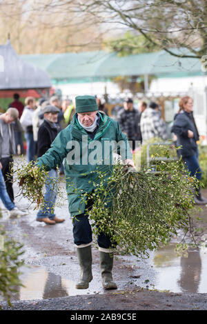 Tenbury Wells, UK. 26th Nov, 2019. In spite of the wet, dreary weather, nothing dampens the spirit of these UK buyers as they flock to the Worcestershire town of Tenbury Wells for the annual Mistletoe and Holly Auction. With UK growers offering such a staggering selection of freshly-cut, berry-laden lots at this event, buyers flock from far and wide to secure the finest festive foliage for their business' countdown to Christmas. Bidding over, retailers don't delay in collecting their goods, rushing to their vehicles, arms full of premium evergreens. Credit: Lee Hudson/Alamy Live News Stock Photo