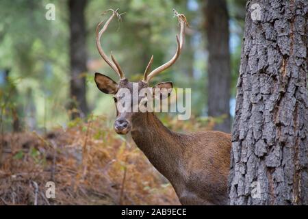 common deer (Cervus elaphus), also called European deer, red deer. Malaga, Spain.