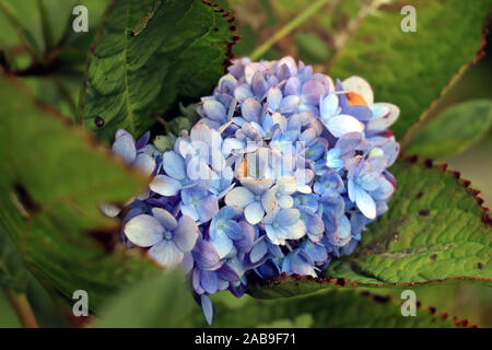 Hydrangea flower. Blue hydrangea flower background close up. A flower of a hydrangea. Stock Photo