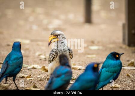 Yellow-billed hornbill and Cape glossy starlings sitting on the ground in the Kruger National Park, South Africa.